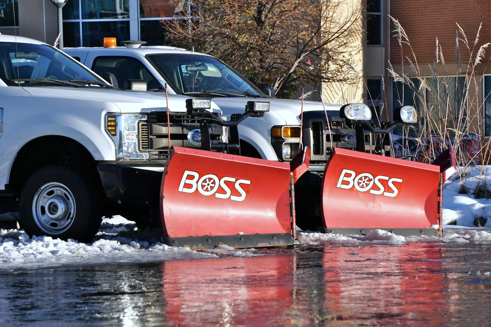 Fleet pickup trucks driving through downtown for inspection